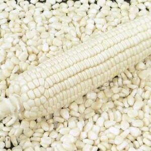 white corn for sale